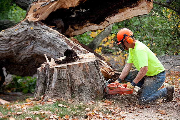 Best Utility Line Clearance  in Avondale, PA